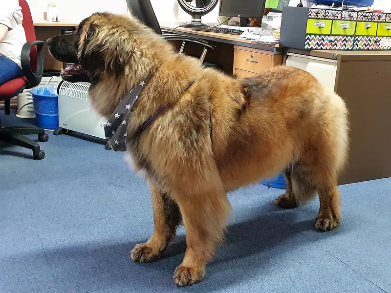 Leonberg — Leonberger - London 3