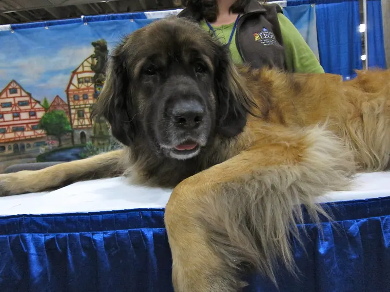 Leonberg — Leonberger (8109947289)