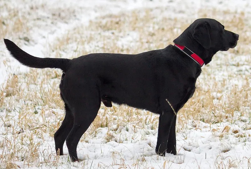 Lévrier afghan — Black Labrador Retriever - Male IMG 3323 (cropped)
