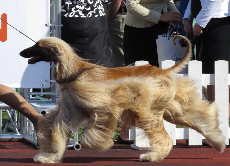 Lévrier afghan — Afghan Hound 3