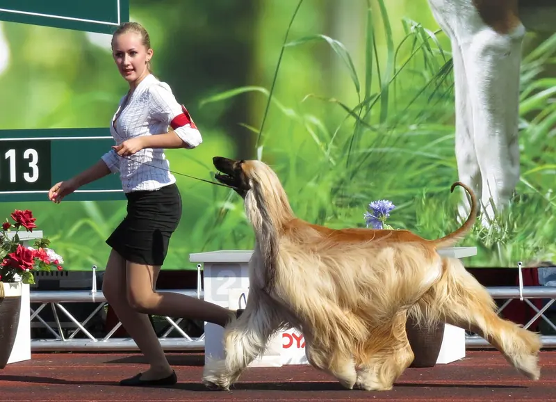 Lévrier afghan — Afghan Hound 1