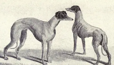 Lévrier australien