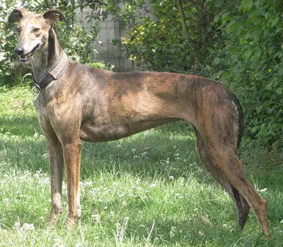 Lévrier espagnol — photo de la race
