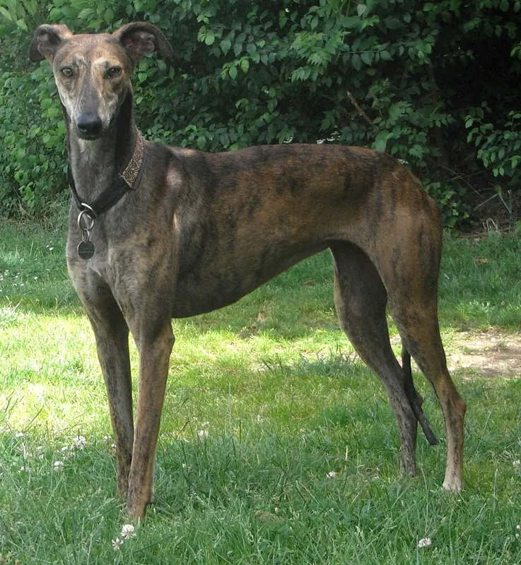 Lévrier espagnol — Galgo espagnol 006 (lightened)