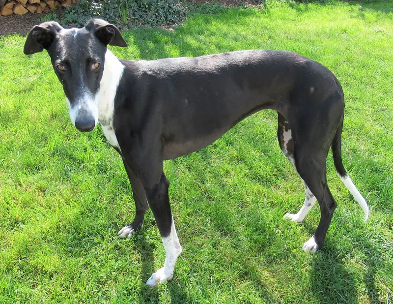 Lévrier espagnol — Galgo espagnol 008