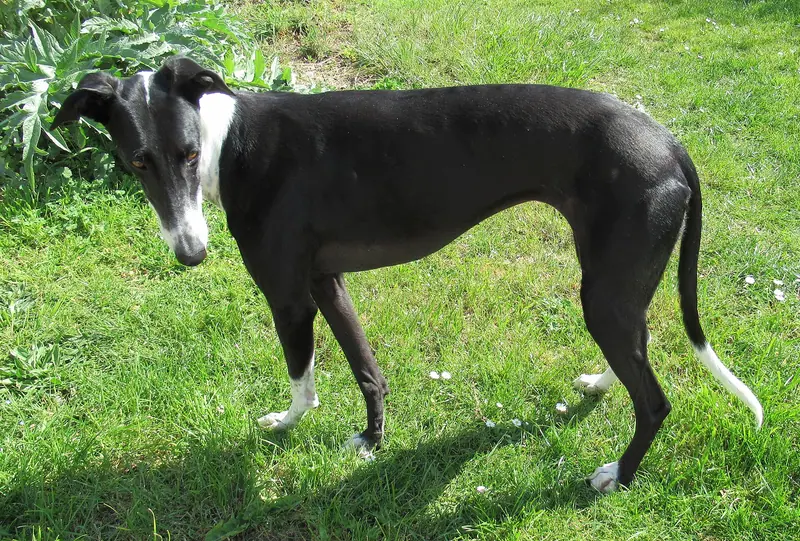 Lévrier espagnol — Galgo espagnol 009