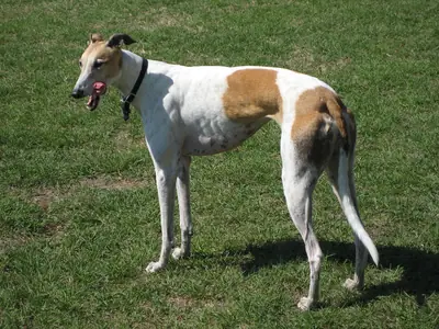 Lévrier greyhound — photo de la race
