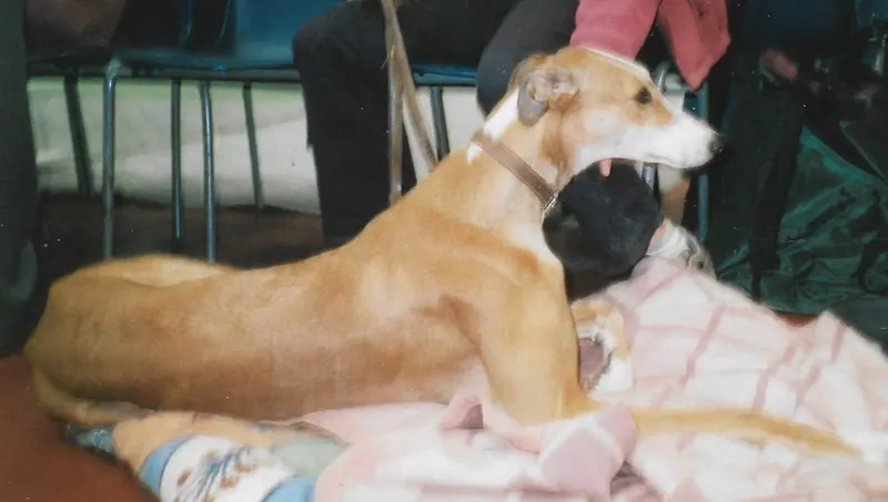 Lévrier greyhound — DocFile Grey2