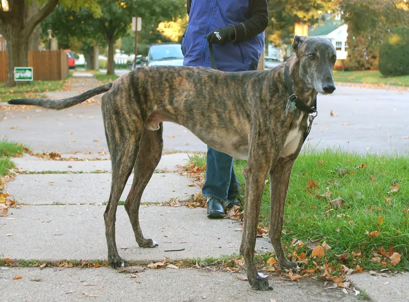 Lévrier greyhound — Greyhound brindle standing