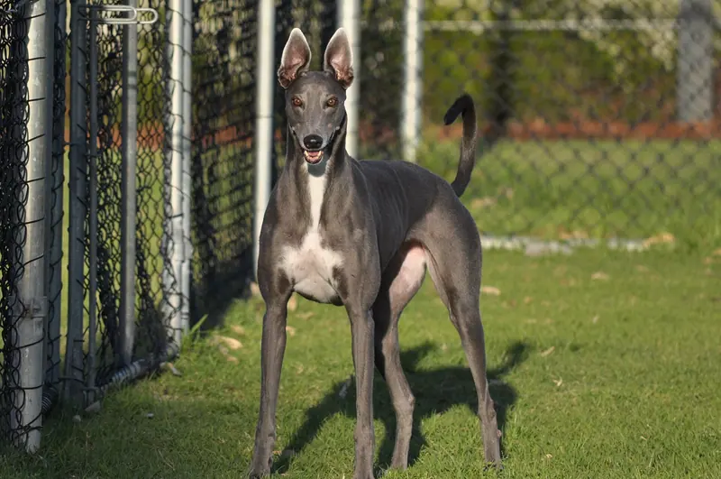 Lévrier greyhound — Blue Greyhound