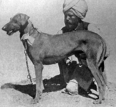 Lévrier Rampur