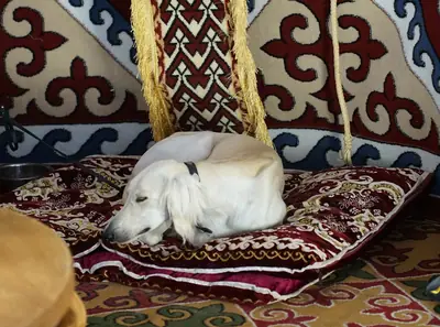 Lévrier Tazi — photo de la race