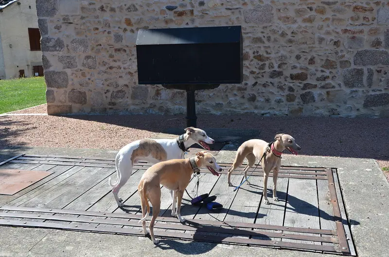 Lévrier whippet — Old Weighbridge in Savignac-de-Nontron