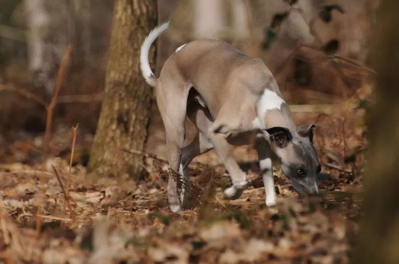 Lévrier whippet — It came this way