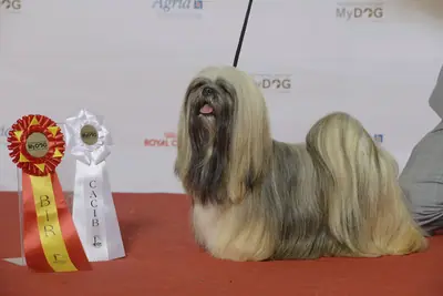 Lhassa Apso — photo de la race