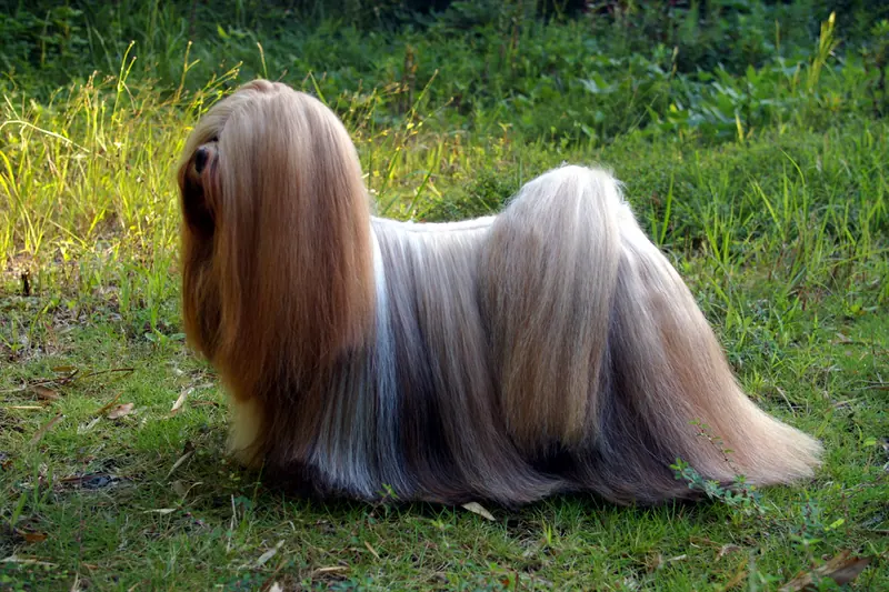 Lhassa Apso — Lhasaapso