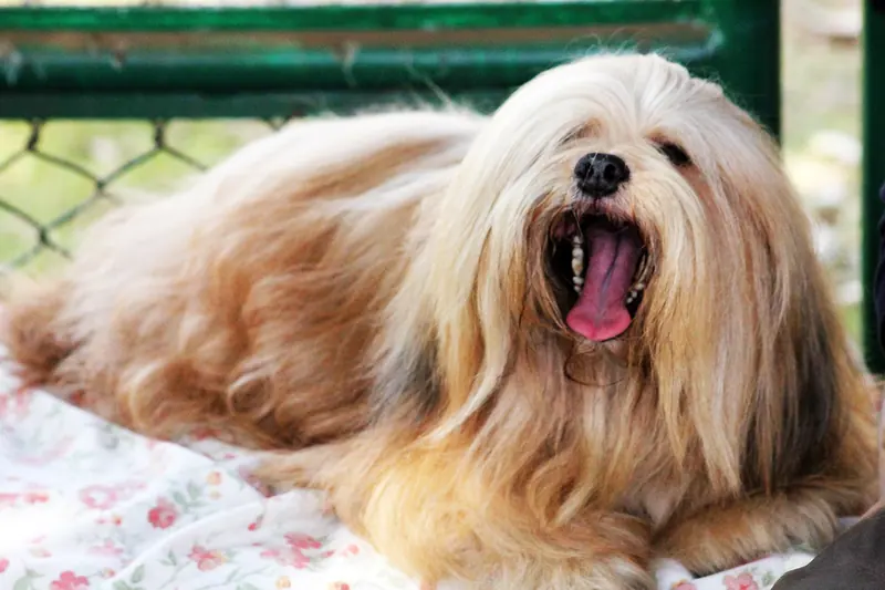 Lhassa Apso — 3068-lhasa-apso-7 (20311514168)