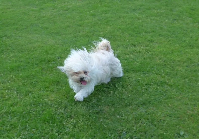 Lhassa Apso — Le vent relatif soulève les poils du chien