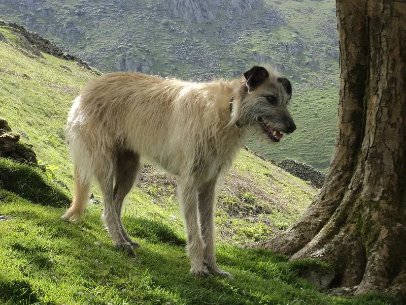 Lurcher adulte, photographié en extérieur