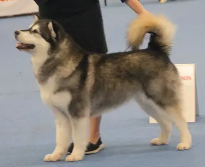 Malamute de l'Alaska — photo de la race