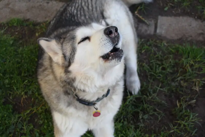 Malamute de l'Alaska — AlaskanMalamuteDog