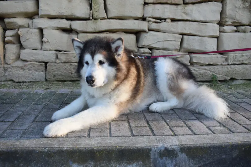 Malamute de l'Alaska — Alaskan Malamute 6