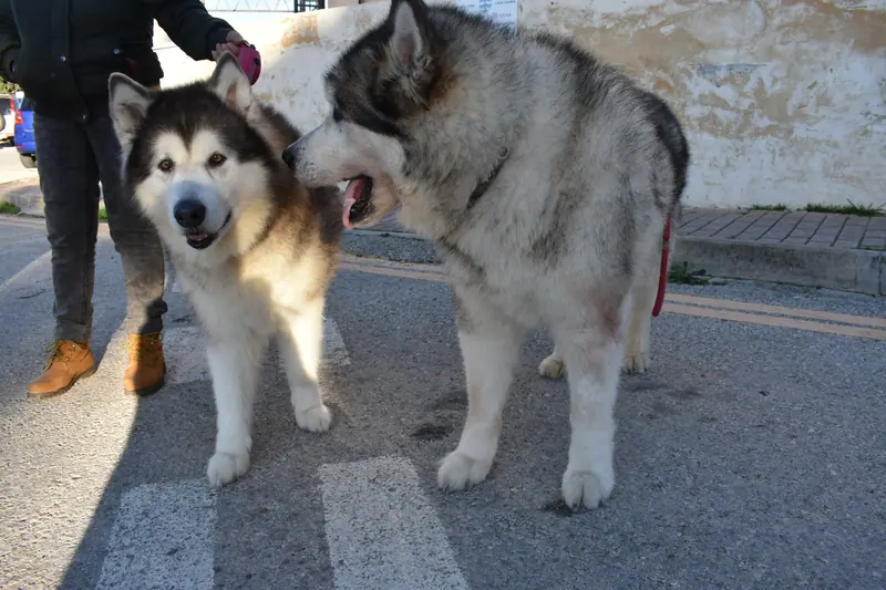 Malamute de l'Alaska — Buġibba Harbour, female and male