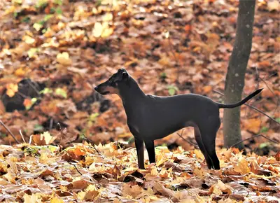 Manchester terrier — photo de la race