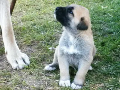 Mastiff d'Anatolie