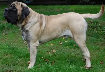 Mastiff — photo de la race