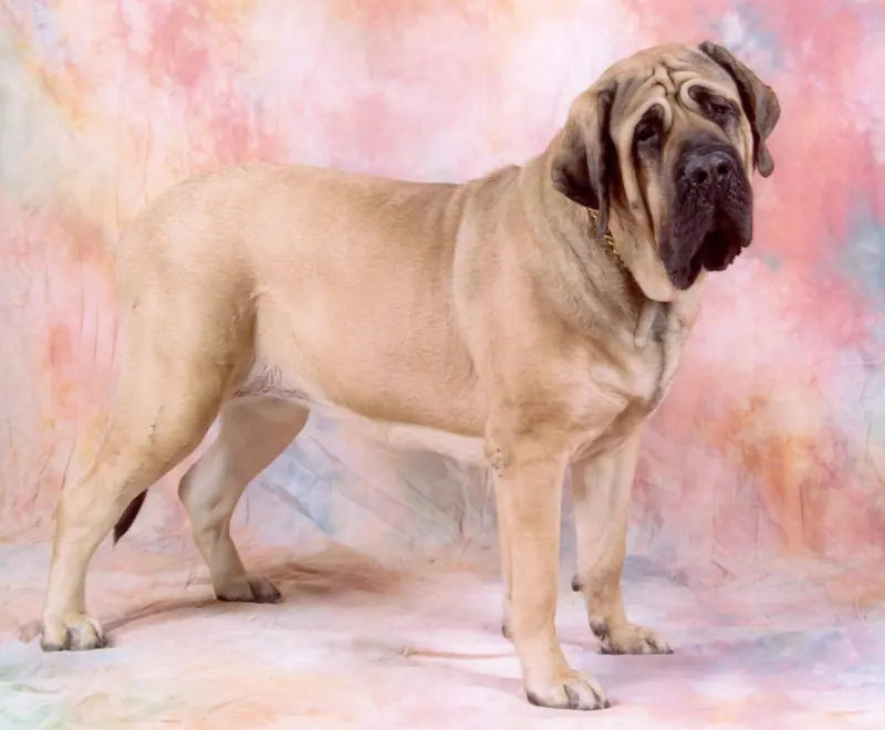 Mastiff — Mastiff 2