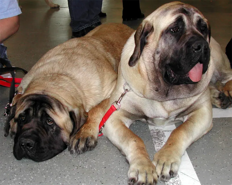 Mastiff — Mastiff1