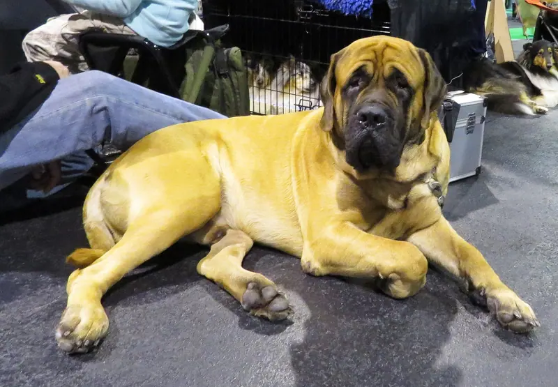 Mastiff — English Mastiff in Riga