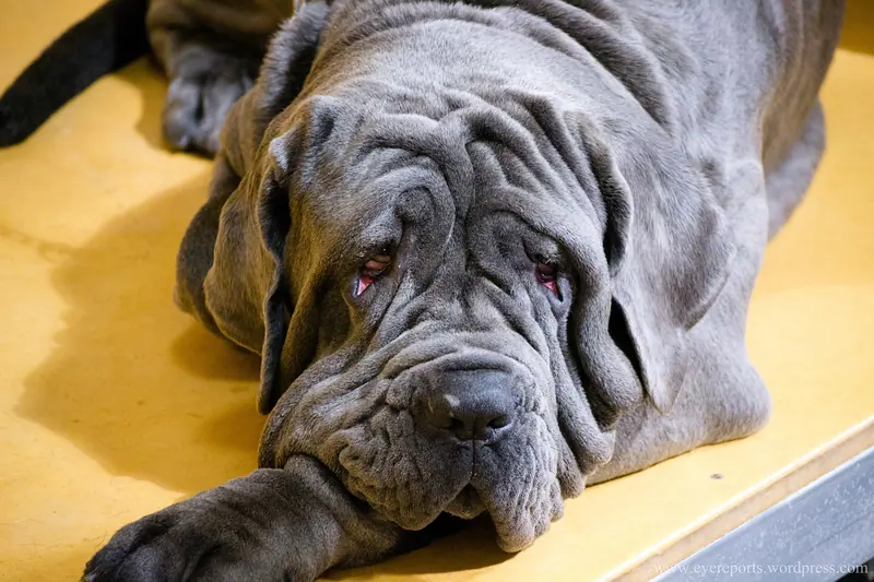Mâtin napolitain — Neapolitan mastiff (7982300911)