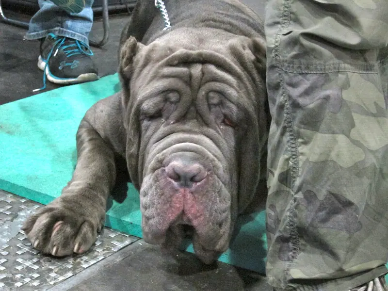 Mâtin napolitain — Neopolitan mastiff (8109982901)