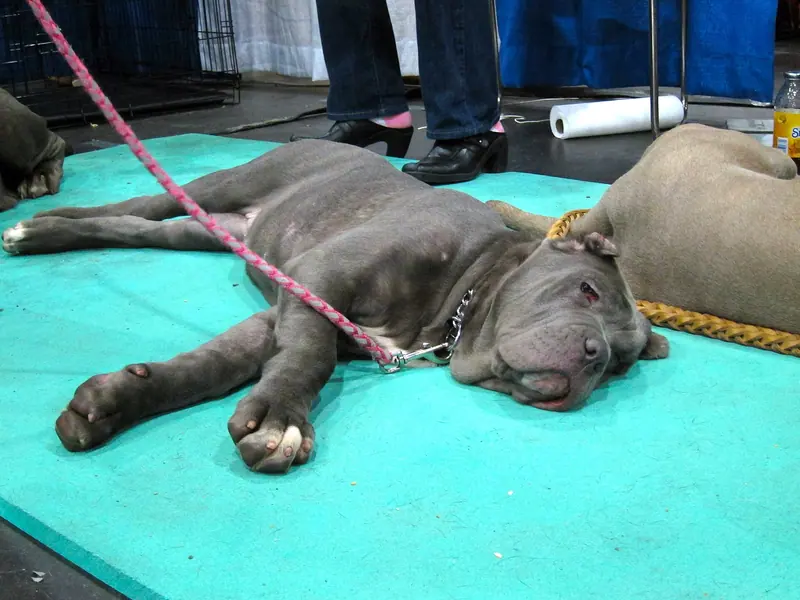 Mâtin napolitain — Neopolitan mastiff (8109976827)