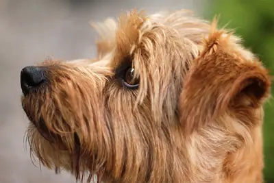 Norfolk Terrier — photo de la race