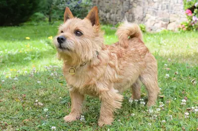 Norwich Terrier — photo de la race