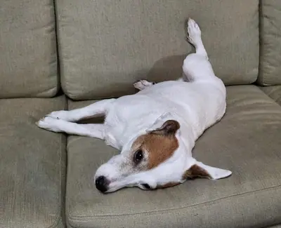 Parson Russell terrier — photo de la race
