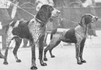 Perdiguero de Burgos — photo de la race