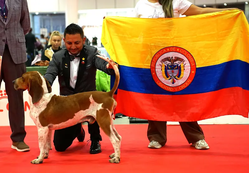 Perro fino Colombiano adulte, photographié en extérieur