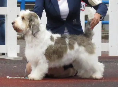 Petit basset griffon vendéen — photo de la race