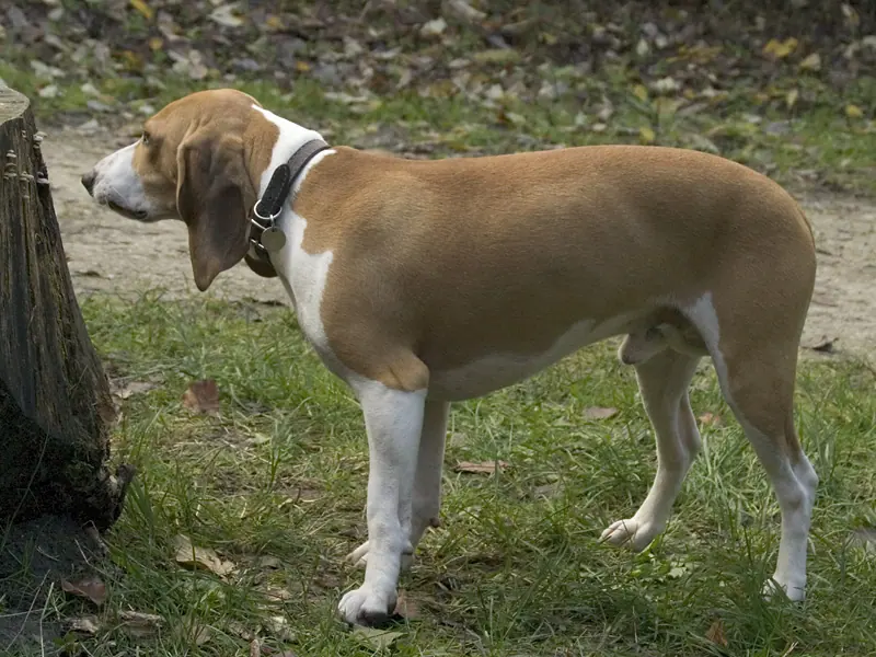 Petit chien courant suisse adulte, photographié en extérieur