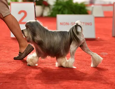 Petit chien lion — photo de la race
