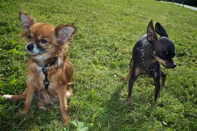 Petit chien russe — photo de la race