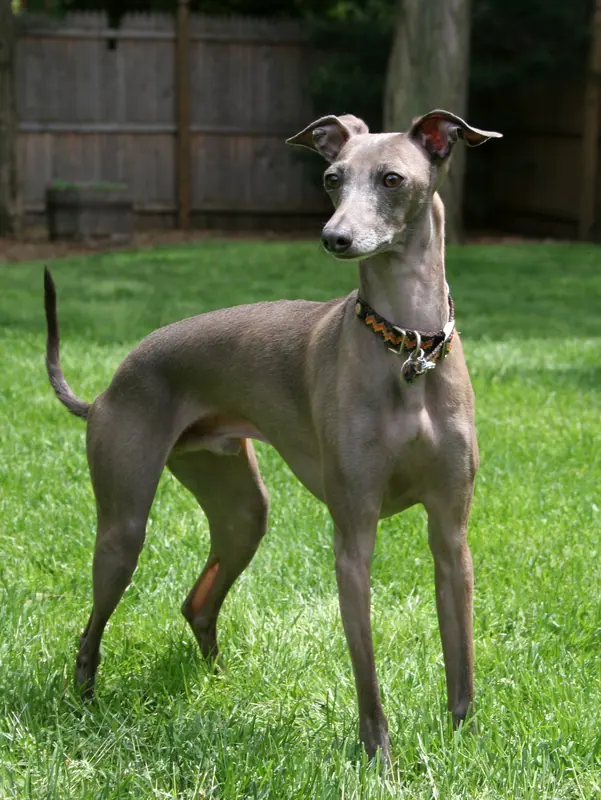 Petit lévrier italien — Italian Greyhound standing gray (cropped)