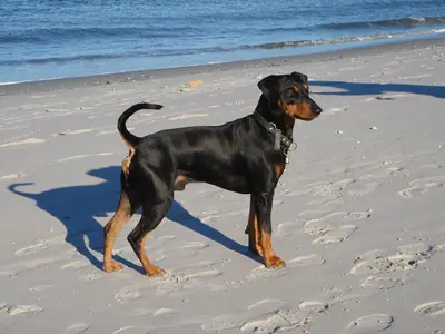 Pinscher allemand — photo de la race