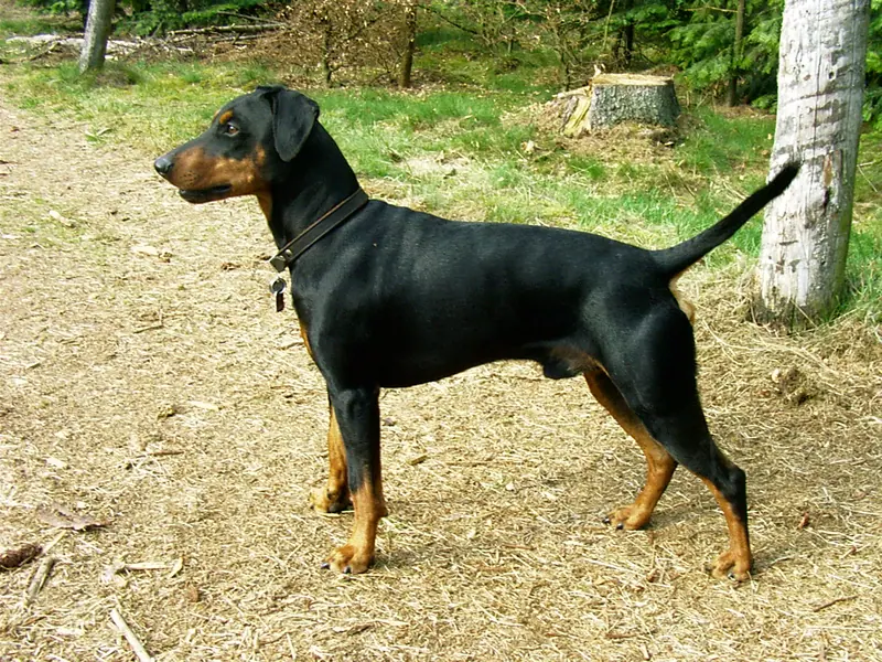 Pinscher allemand — German Pinscher
