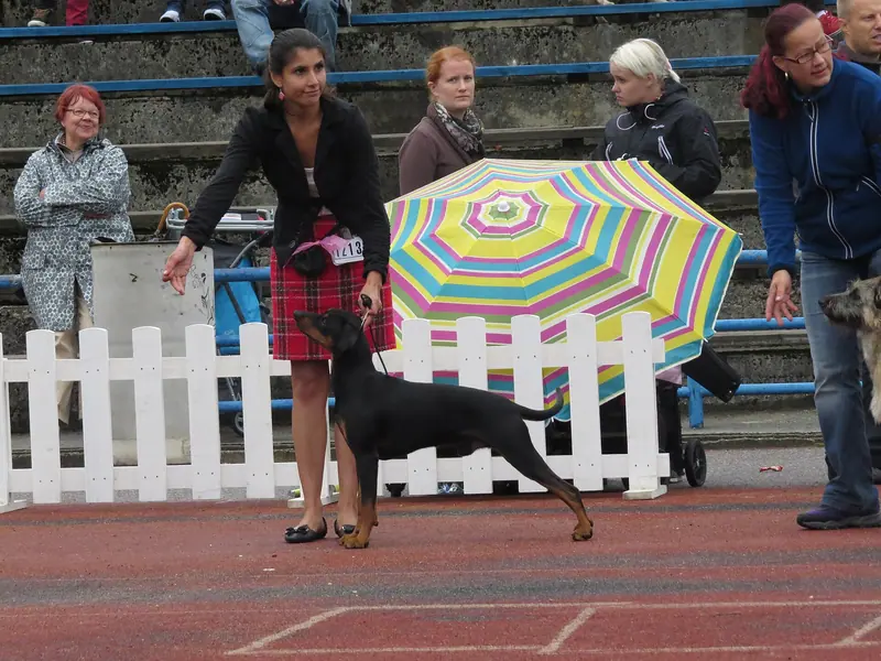 Pinscher allemand — Deutscher Pinscher in Tallinn