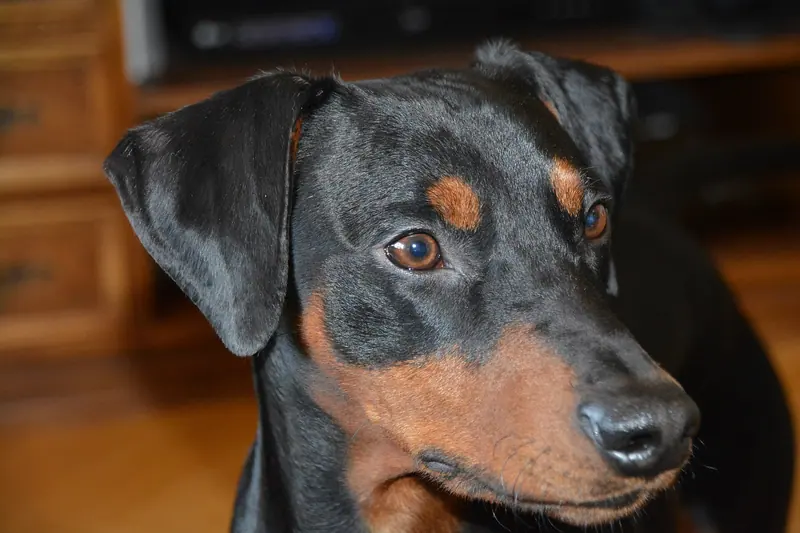Pinscher allemand — Pincher (23180495340)